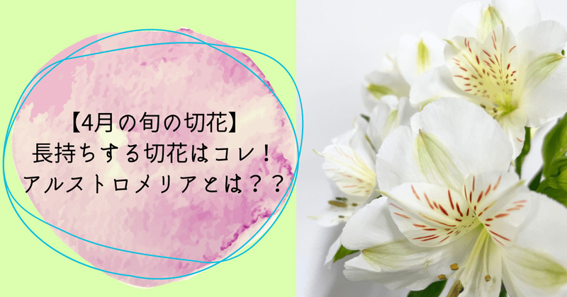 4月の切花　アルストロメリアってどんな花？？