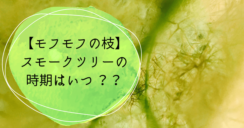 スモークツリーの時期はいつ？？