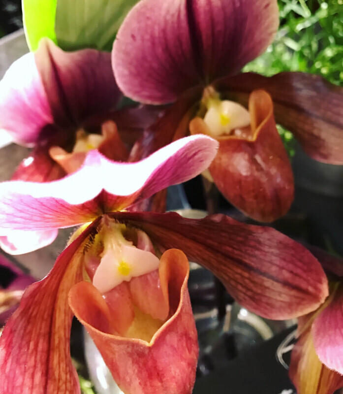 【夏の長持ち切花】ランにはどんな種類がある?色々なランの世界を現役花屋がご紹介! - ひとりでハナログ