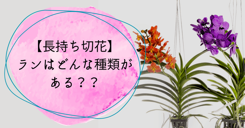 【夏の長持ち切花】ランにはどんな種類がある?色々なランの世界を現役花屋がご紹介! - ひとりでハナログ