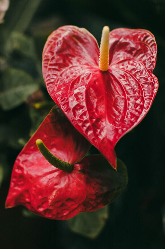 小さな赤い花('06中国/伊) 105831948-flower-with-small-