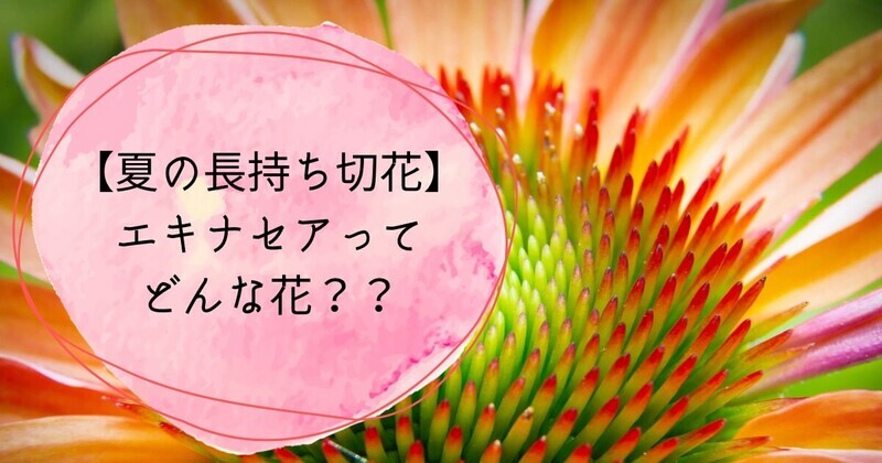 エキナセアとはどんな花？花言葉はは？？