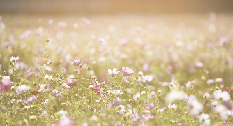 コスモスの名前の由来