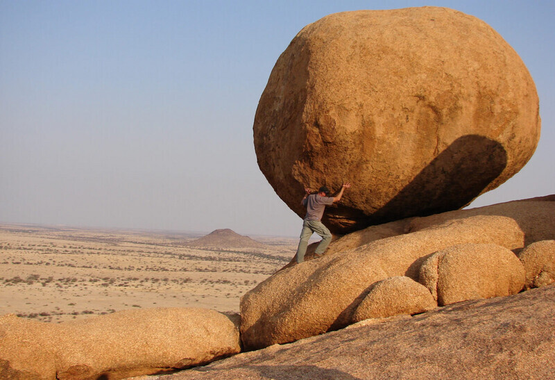 コスモスは強い強い花