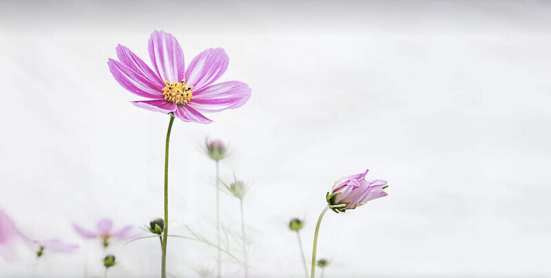 コスモスの管理方法方法。長持ちさせるには