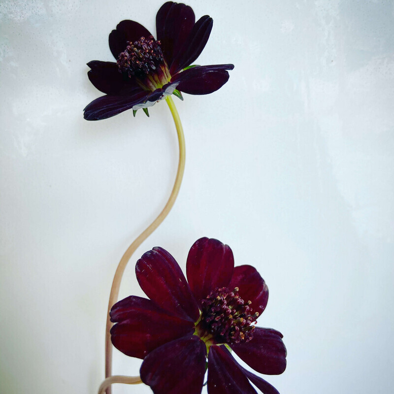 チョコレートコスモス