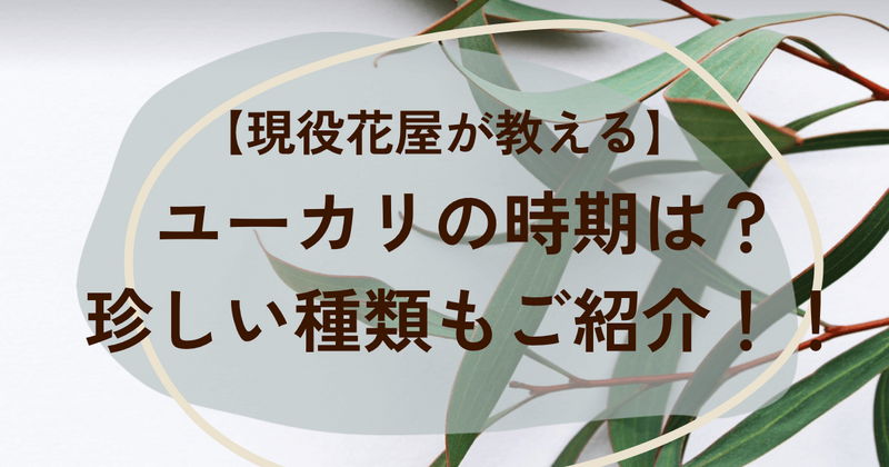 ユーカリの時期は？香りの効果、珍しい種類の紹介