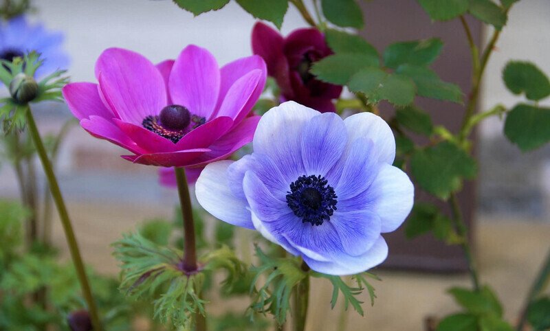 アネモネってどんな花？