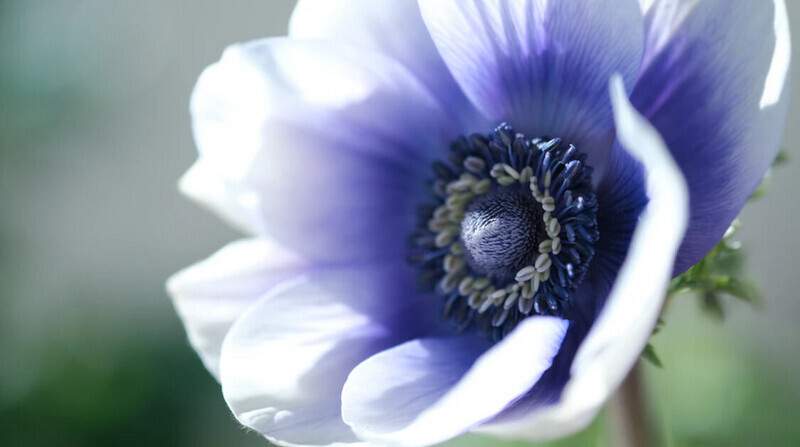 アネモネの花びら