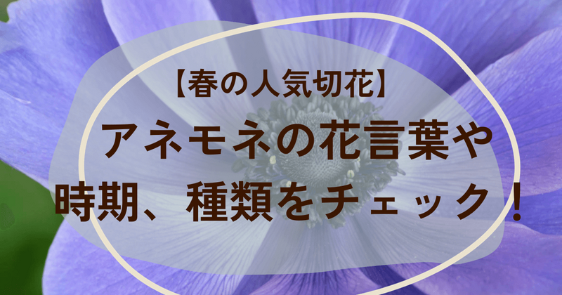 アネモネの花言葉、時期、種類をご紹介！