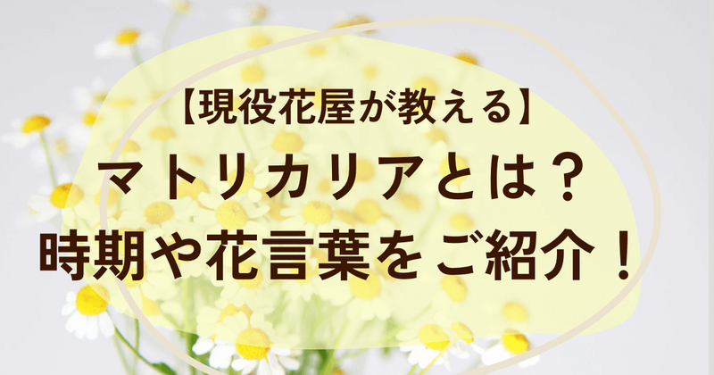 マトリカリアとは？時期や花言葉は？