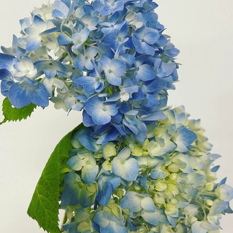 アジサイ ブルー