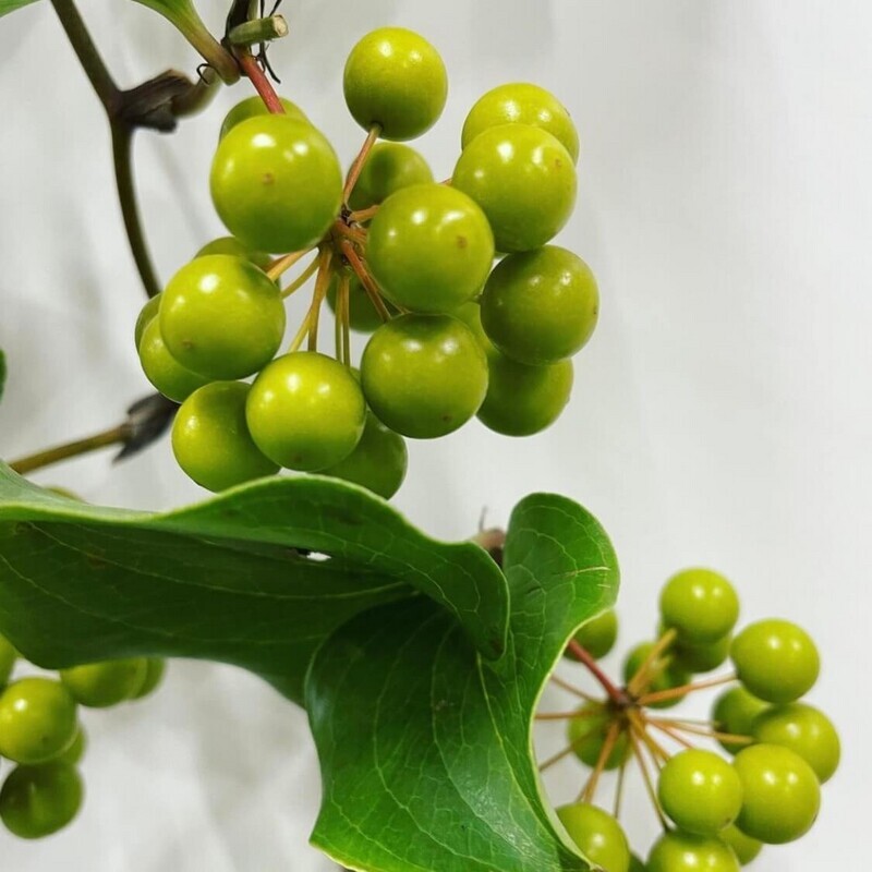 夏のサンキライは緑
