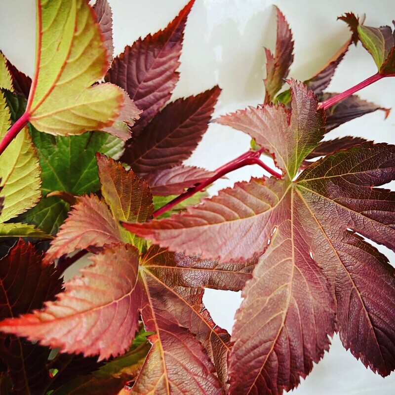 紅葉キイチゴ