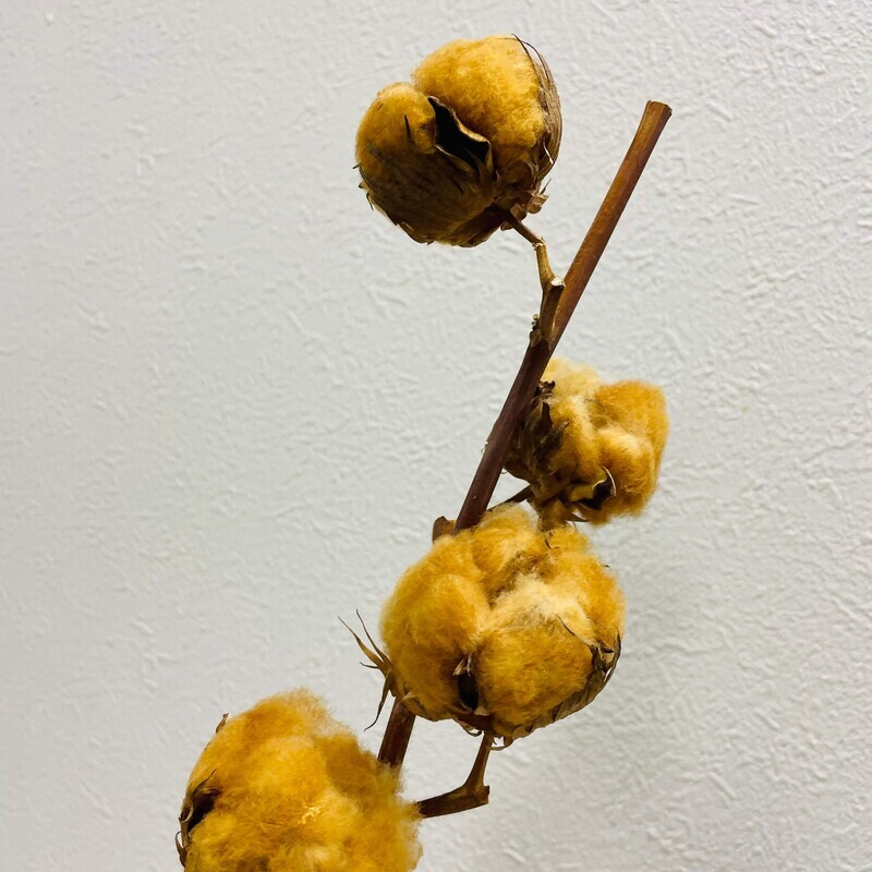 コットンツリー(茶)