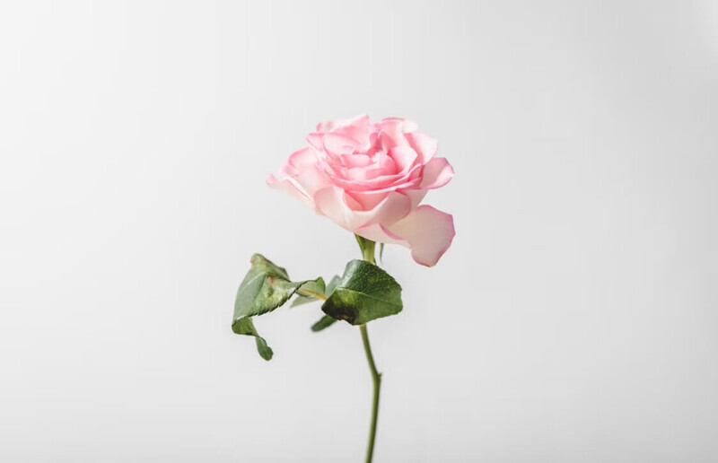 誕生花とは何？