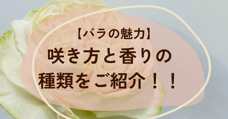 バラの魅力を堪能しよう】咲き方と香りの種類を解説！ - ひとりでハナログ