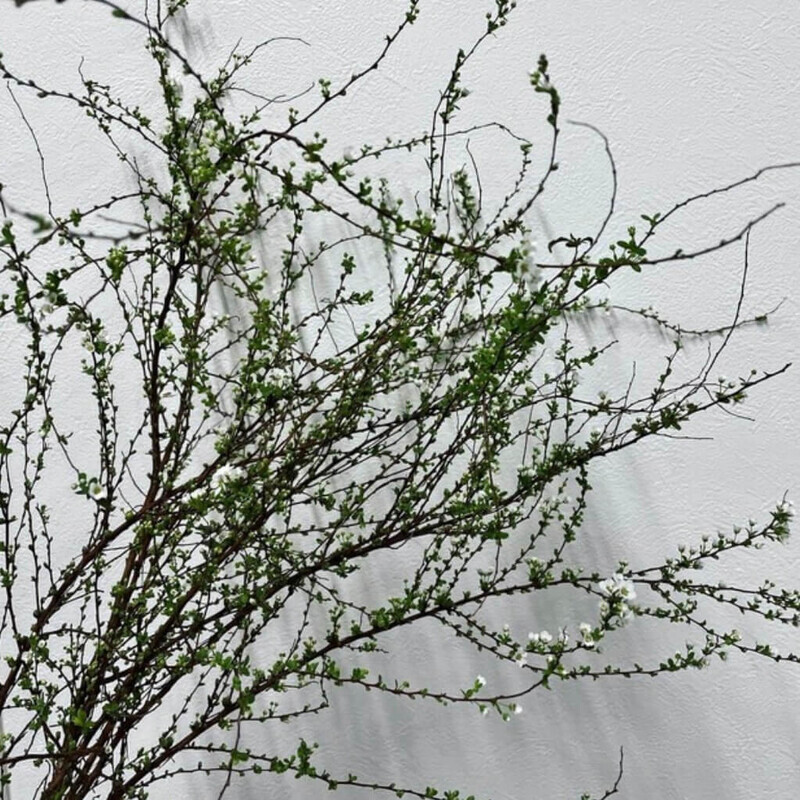 春の雪柳
