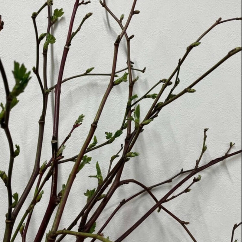 春の木苺