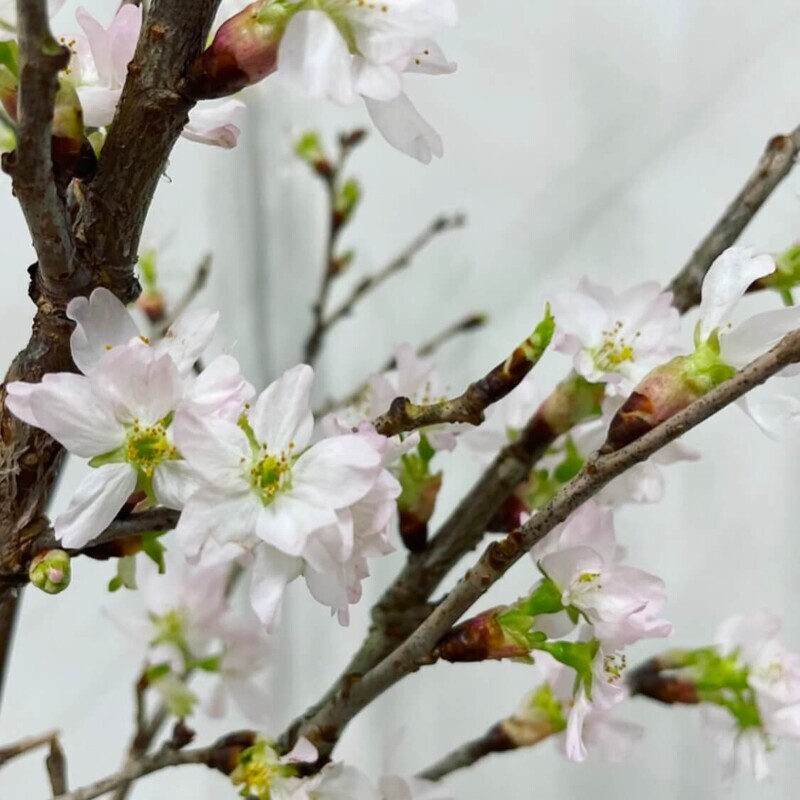 啓翁桜