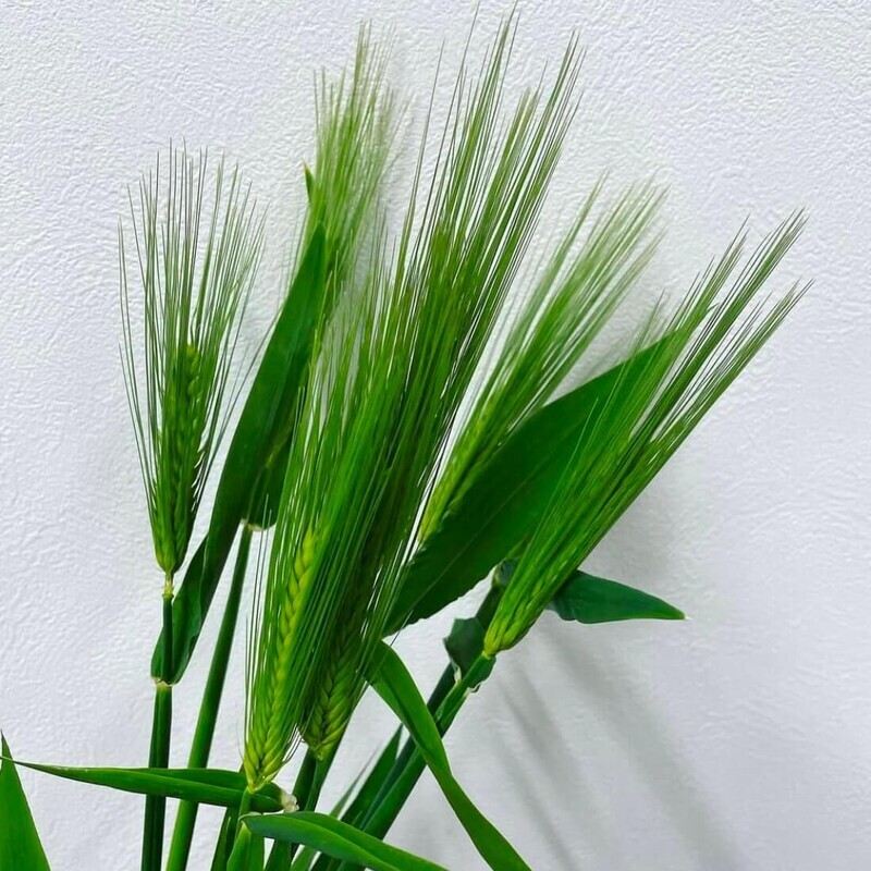 花麦