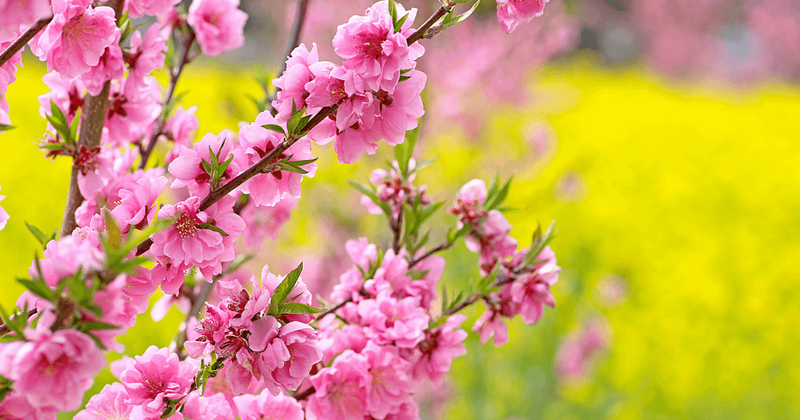 ひな祭り　何故桃の花を飾る？