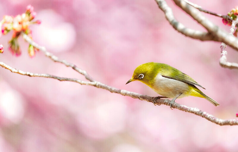 卒業式にオススメの花