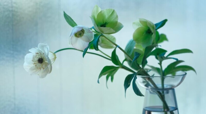 花言葉の由来