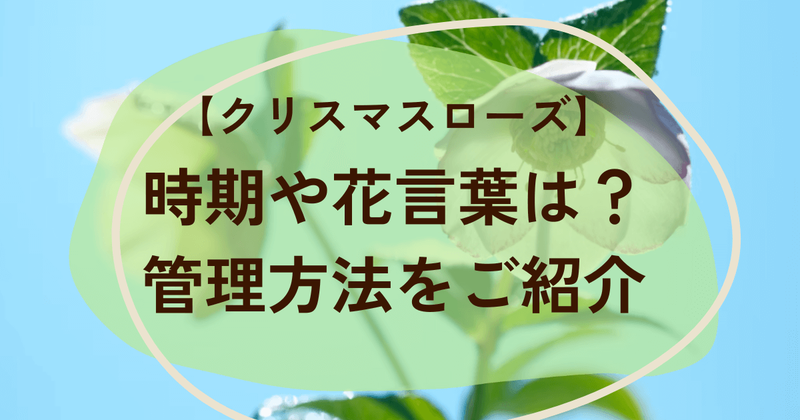 切花のクリスマスローズ　時期　花言葉　管理方法