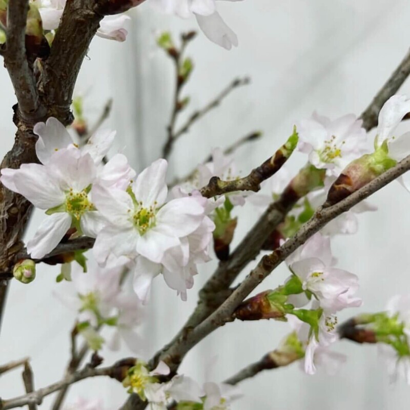 啓翁桜