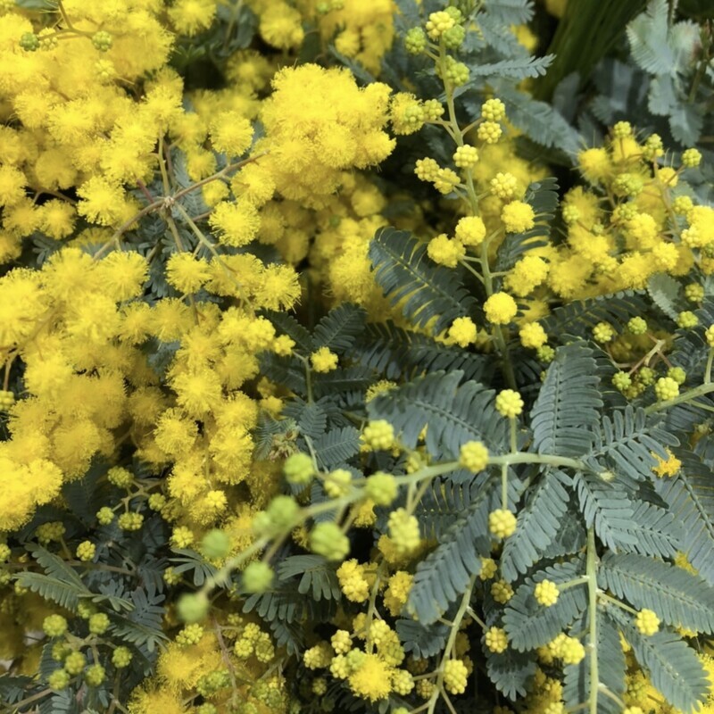 ミモザの花言葉