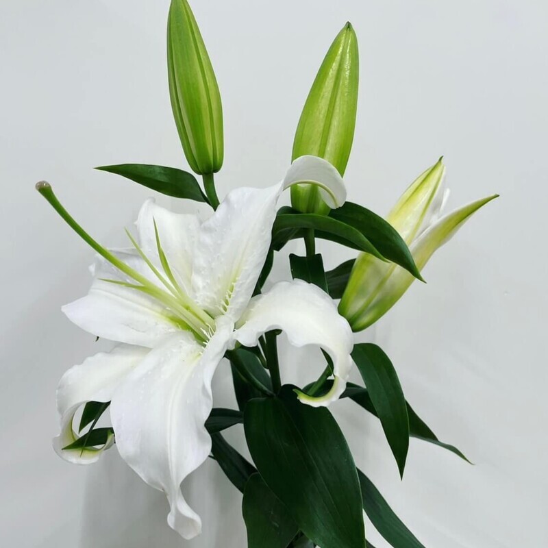 カサブランカどんな花