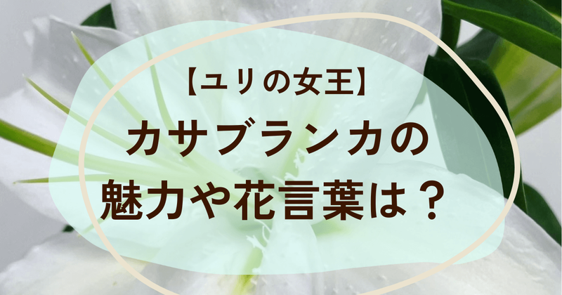 カサブランカの花言葉、管理方法