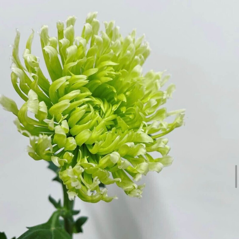 菊「ロレト」