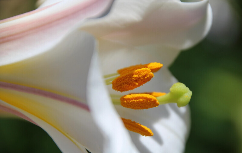 テッポウユリの花粉