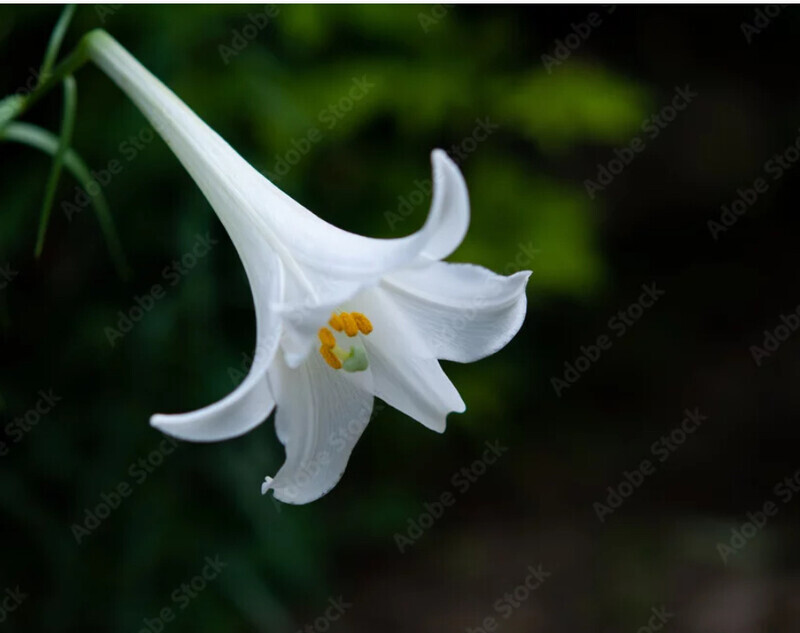 テッポウユリの花言葉