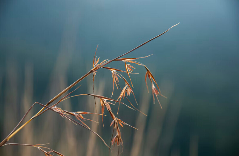 秋の七草の由来