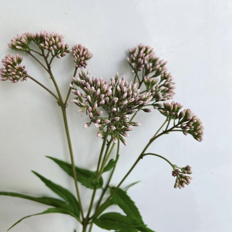 十五夜にオススメの花