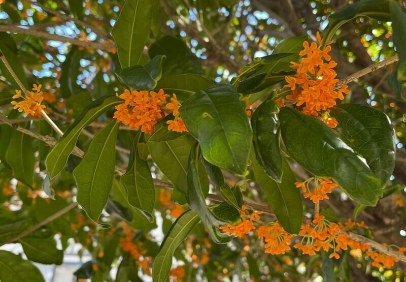 金木犀ってどんな花？