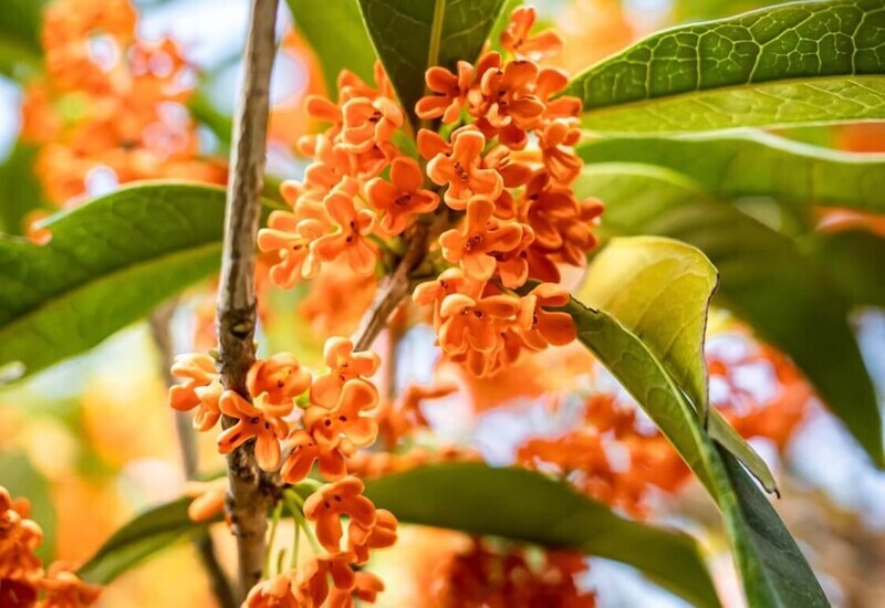 金木犀の花言葉、由来