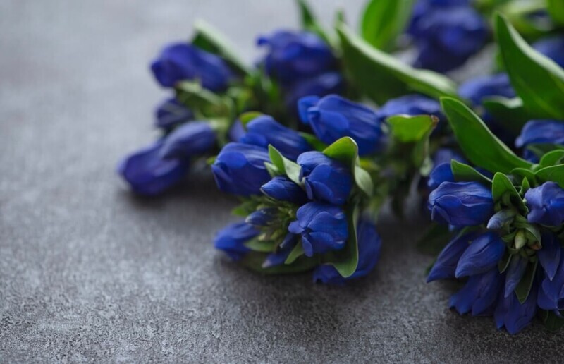 十五夜にオススメの花
