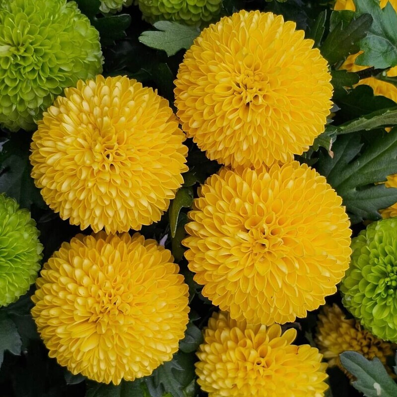 十五夜にオススメの花