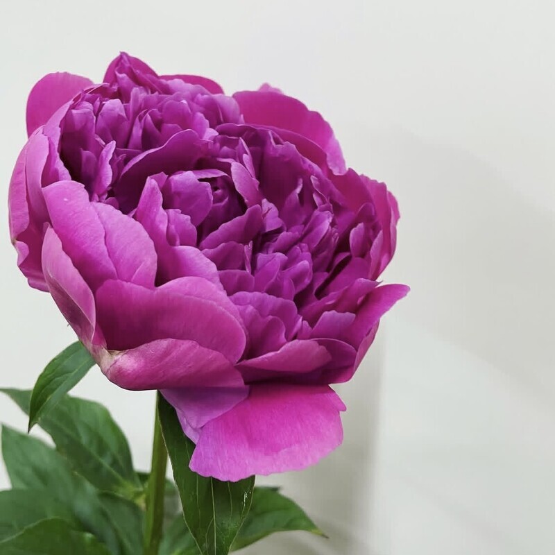 芍薬　華燭の典