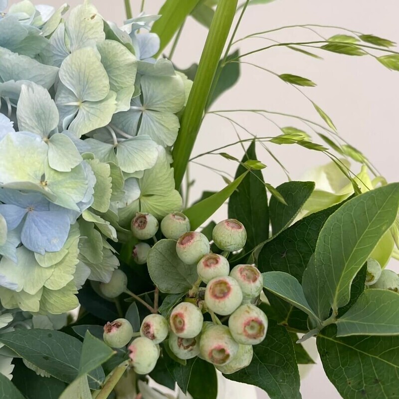 切花ブルーベリーの扱い方