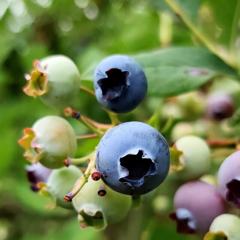 切花ブルーベリーの実がシワシワ