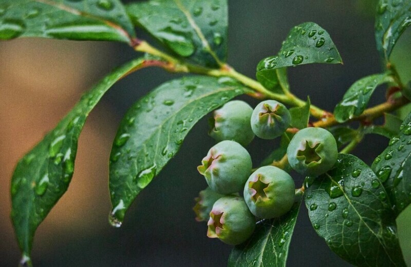切花ブルーベリーの旬と出回り時期