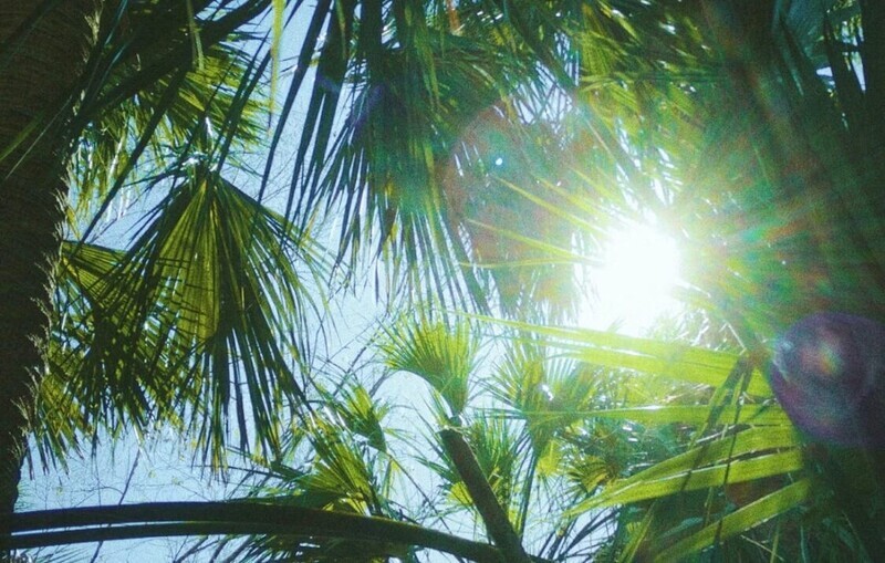 夏の花の平均的な持ちは何日？