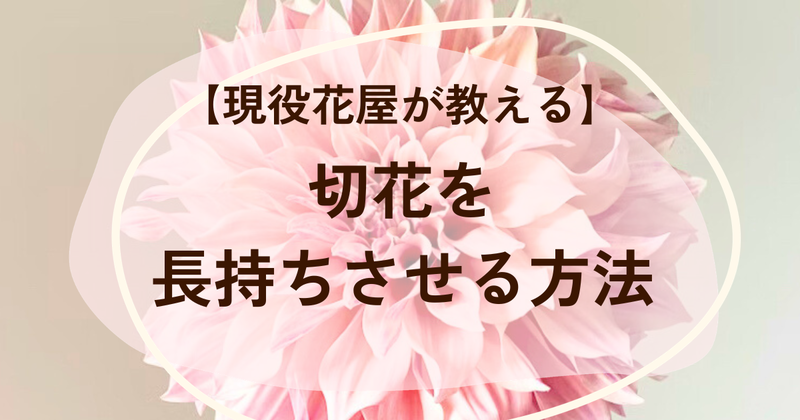 【花屋が教える】切花を長持ちさせる方法｜水替え・置き場所・切り方のコツ