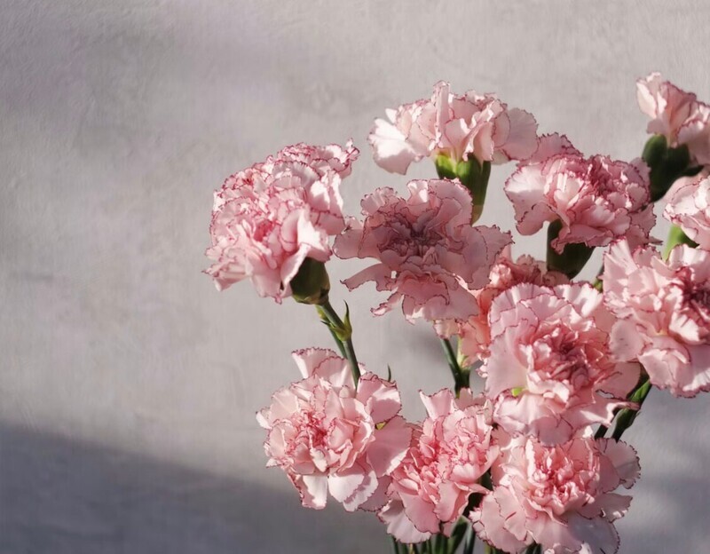 初心者にオススメの長持ちする花