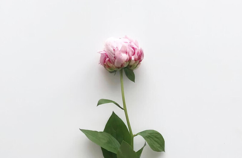 長持ちする花の選び方